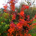 Cotinus coggygria automne